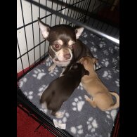 Chihuahua - Bitches