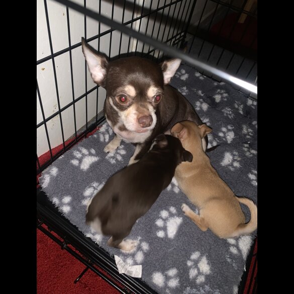 Chihuahua - Bitches