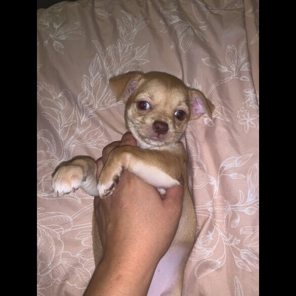 Chihuahua - Bitches