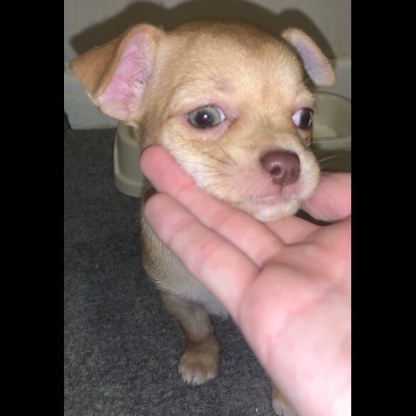 Chihuahua - Bitches