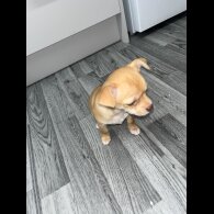 Chihuahua - Bitches