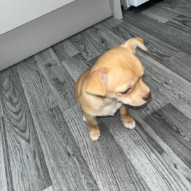 Chihuahua - Bitches