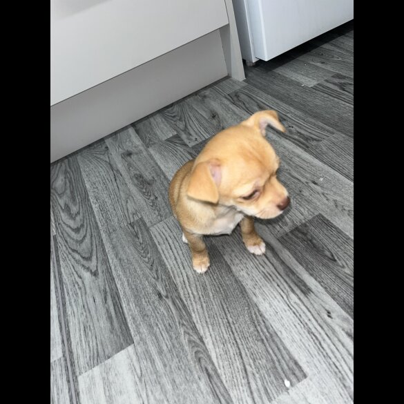 Chihuahua - Bitches