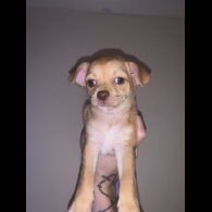 Chihuahua - Bitches