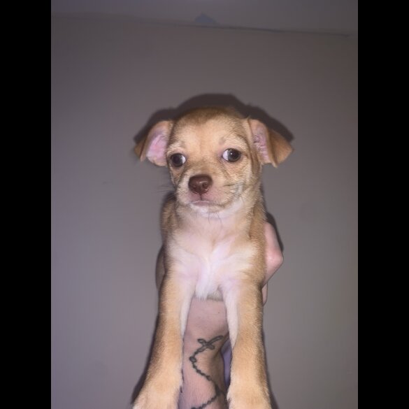 Chihuahua - Bitches