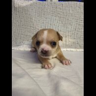 Chihuahua - Both