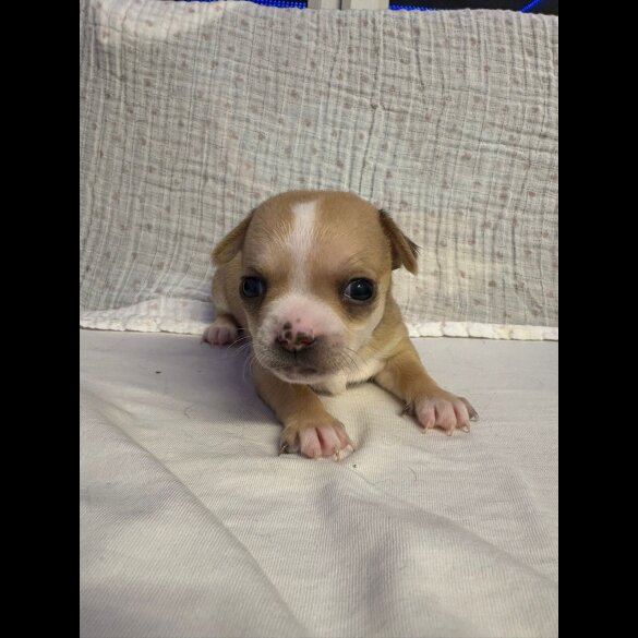 Chihuahua - Both