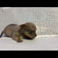 Chihuahua - Both