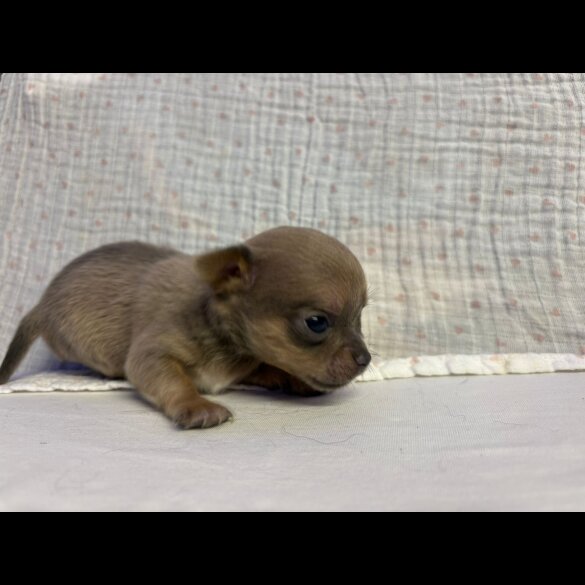 Chihuahua - Both
