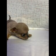 Chihuahua - Both