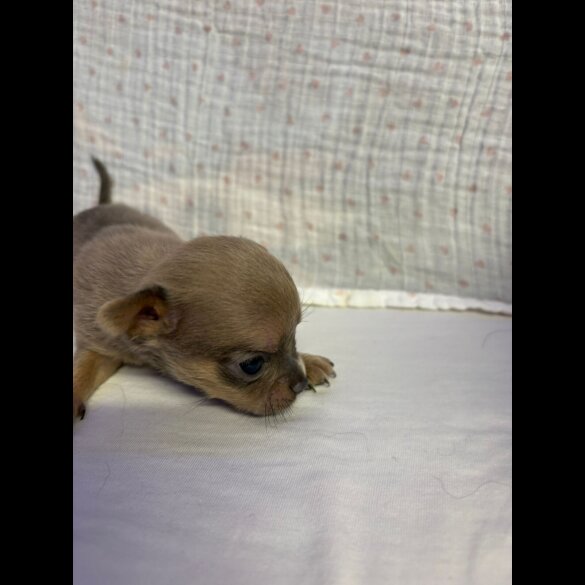 Chihuahua - Both