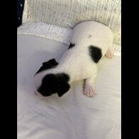 Chihuahua - Both