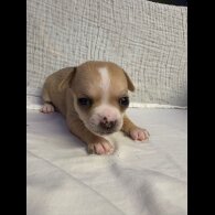 Chihuahua - Both