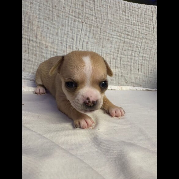 Chihuahua - Both