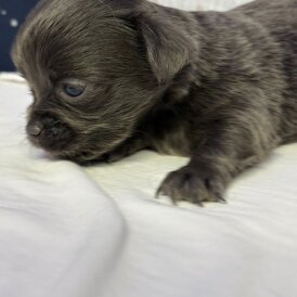 Chihuahua - Both