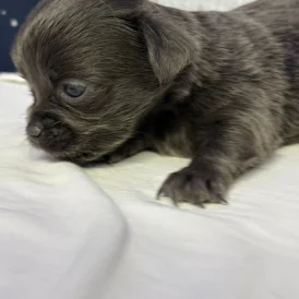 Chihuahua - Both