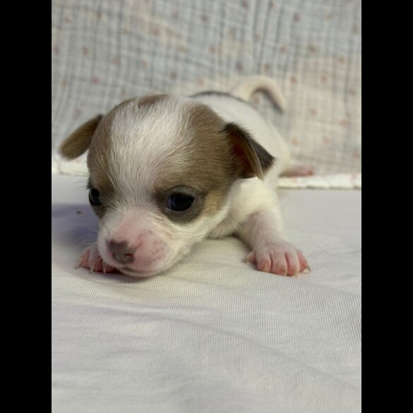 Chihuahua - Both