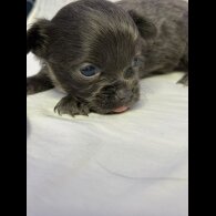 Chihuahua - Both