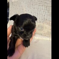 Chihuahua - Both