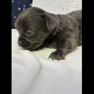 Chihuahua - Both