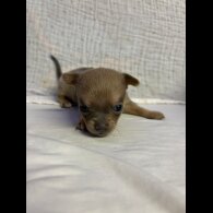 Chihuahua - Both