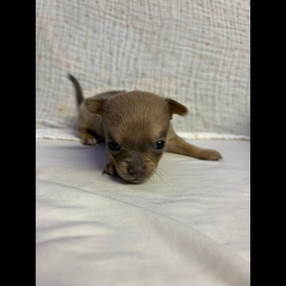 Chihuahua - Both