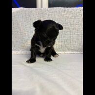 Chihuahua - Both