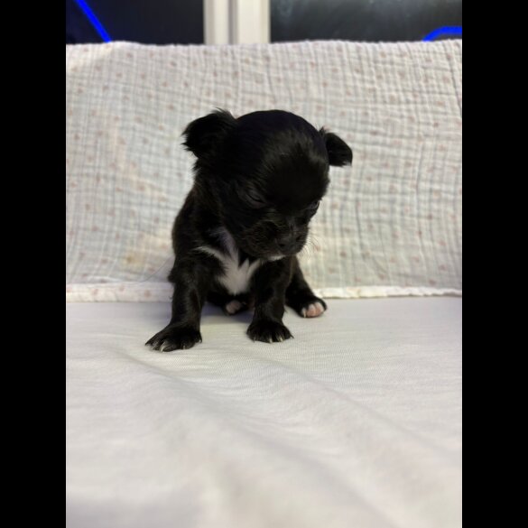 Chihuahua - Both