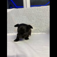 Chihuahua - Both