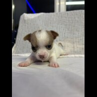 Chihuahua - Both