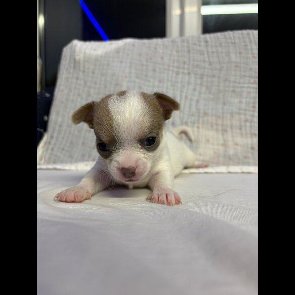 Chihuahua - Both