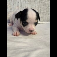 Chihuahua - Both