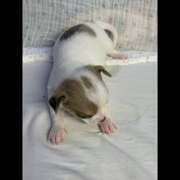 Chihuahua - Both