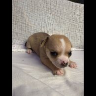Chihuahua - Both