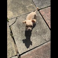 Chihuahua - Both