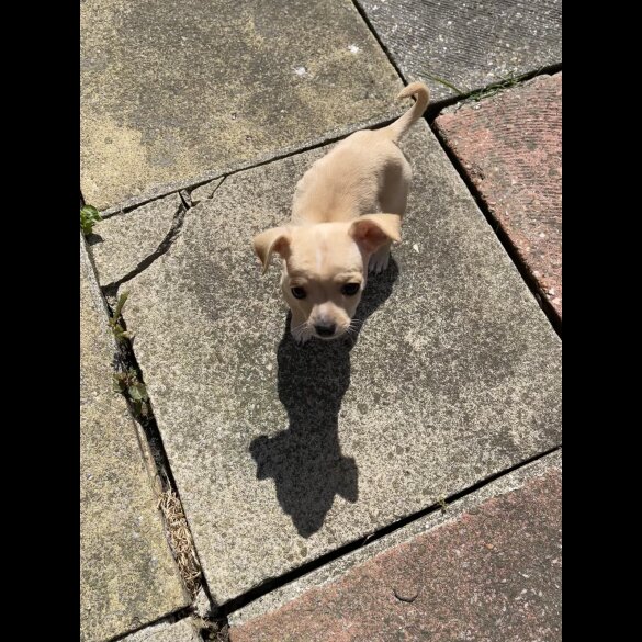 Chihuahua - Both