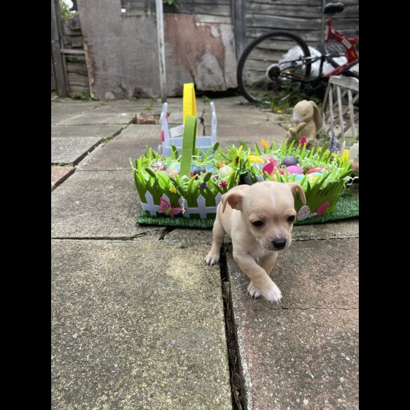 Chihuahua - Both