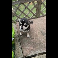 Chihuahua - Both