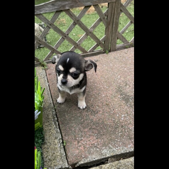 Chihuahua - Both