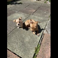 Chihuahua - Both