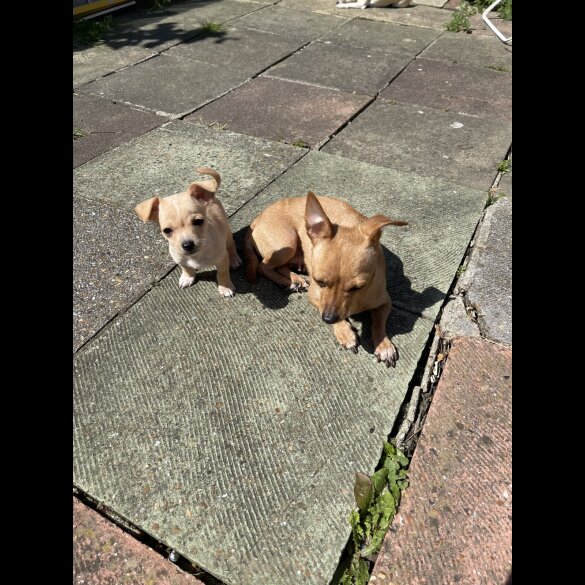 Chihuahua - Both