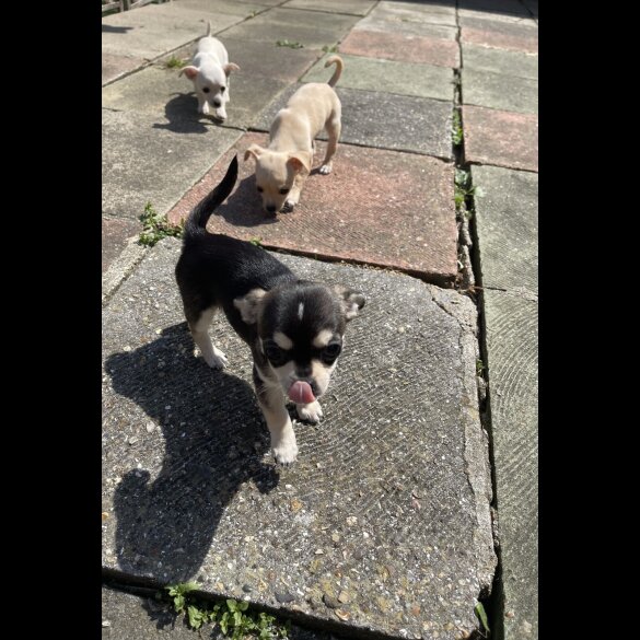 Chihuahua - Both