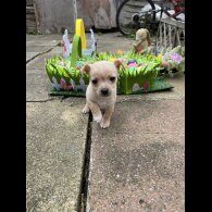 Chihuahua - Both