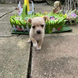 Chihuahua - Both