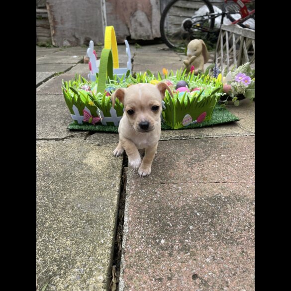 Chihuahua - Both