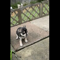 Chihuahua - Both