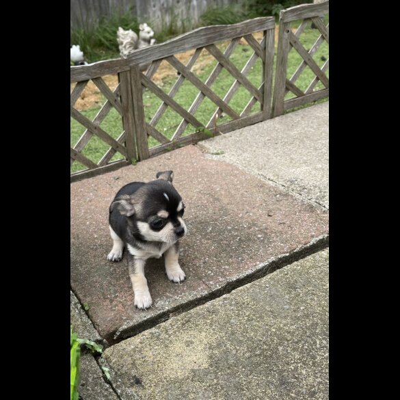 Chihuahua - Both