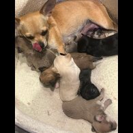 Chihuahua - Both