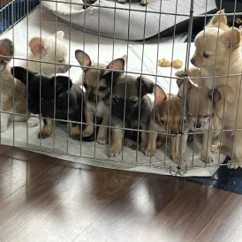 Chihuahua - Both