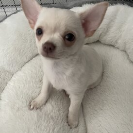 Chihuahua - Dogs